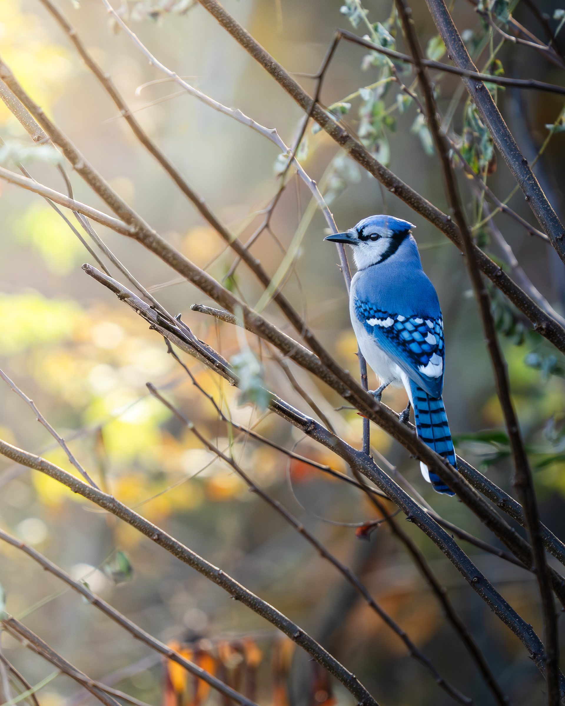 Blue jay perched among bare branches — the photo that started it all